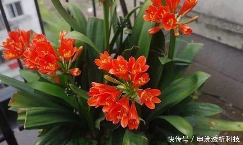  『花盆』想要植物长得好，一种花肥炒一炒，养花盆底垫一些，3年不用施肥