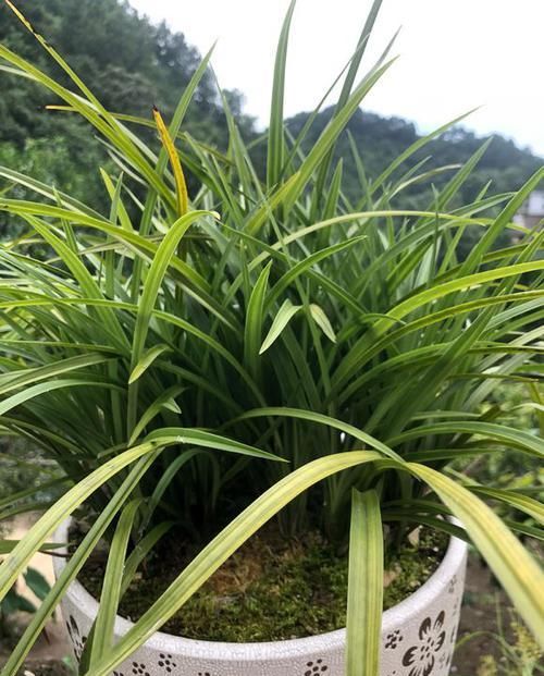  「些植物要求」植物和光照居然有这么多纠葛，光照调控花期原来是这么回事