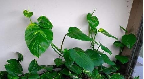  【气生根】绿萝，养两年就黄叶，“猫腻”在这，知道的人不多！