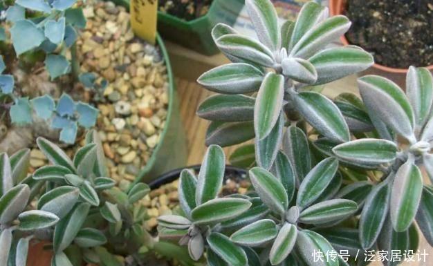 『种植物』一种“椒草”长出大斧子,开春养护要狠心修剪,窜出更多新枝