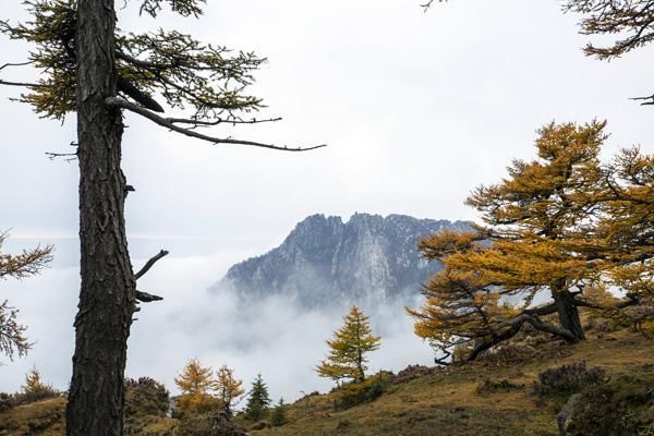 山西芦芽山进入秋色最佳观赏期 风景如画美煞人