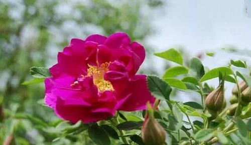  『食用玫瑰花』这些玫瑰养一盆，好看还能泡水喝，比茶好喝百倍