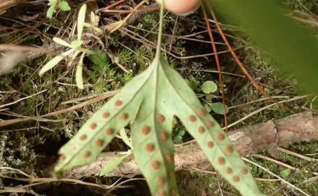  「人称」叶片奇特的“1种杂草”，人称“金鸡脚”，山上看到它，请珍惜