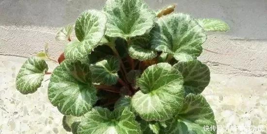  适合|睡眠质量差？6种适合养在卧室的花草，清新空气，改善睡眠环境！