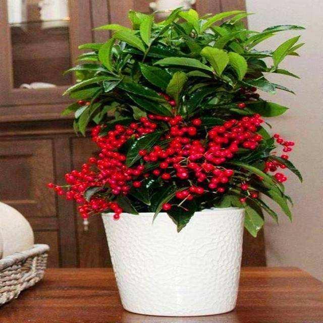  「至少」“年味十足”的10种花，家里至少摆1盆，寓意吉祥，还特有面儿