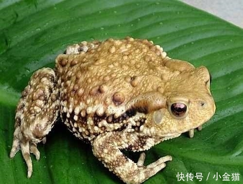 农民兄弟注意了: 在农村的这8种养殖骗局, 又活跃了起来 , 已有不
