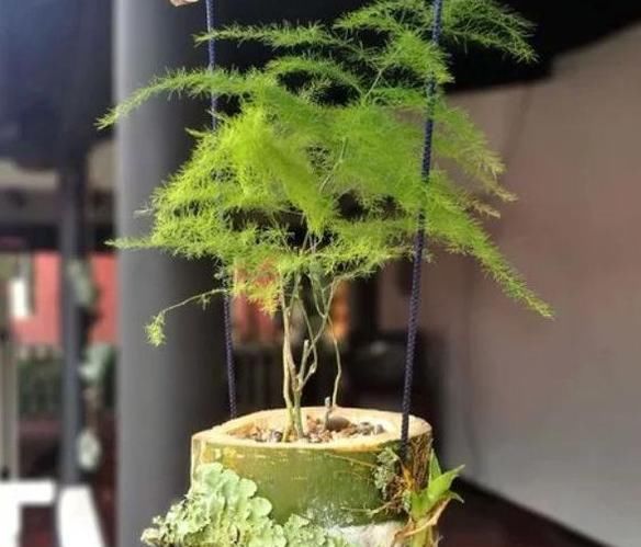  好看：文竹总是长歪了?掌握这几招,枝叶繁茂,造型优雅!