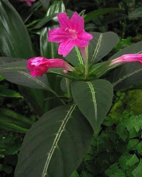 「适合」小花像喇叭一般的马可芦莉，叶脉呈银白色，适合养阴凉处的盆栽