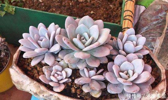 『技巧』养盆多肉“芙蓉雪莲”,学会3个小技巧,养出的红粉通透芙蓉雪莲