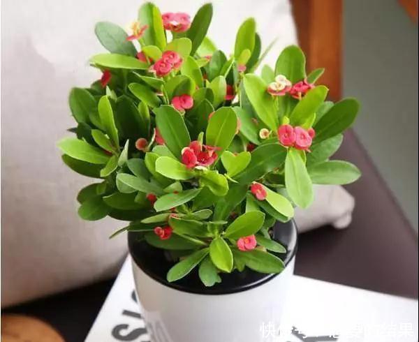  还要■比香水还要香的9种花, 养在阳台上, 满屋子都飘香！