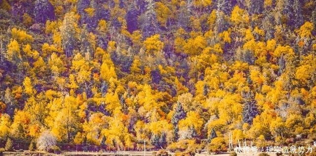 别错过秋天的林芝,景色堪比喀纳斯,最不该错过秋色童话世界