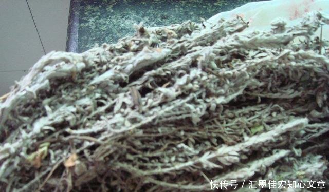  #鹿茸草价值#沙地里不起眼的野草，曾被拿去当柴火，殊不知名字霸气，价值珍贵