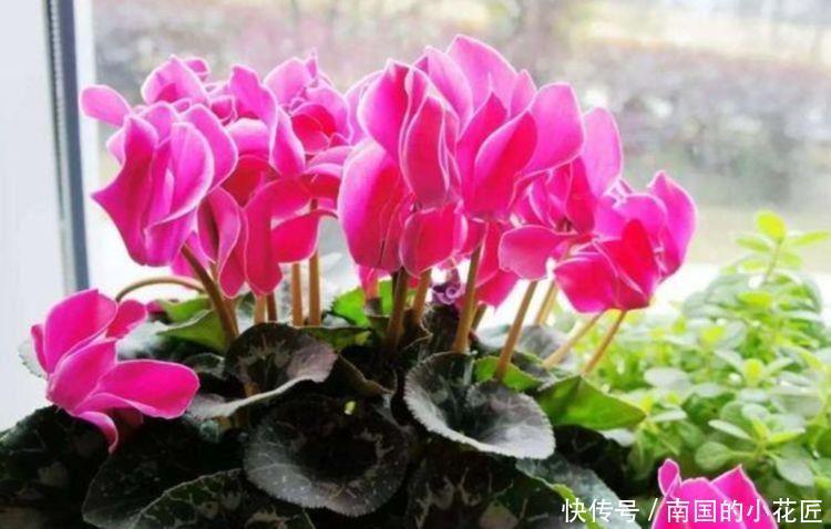 家里@这几款盆栽尤物,娇小不占地,寓意吉祥人人爱,养家里真适合