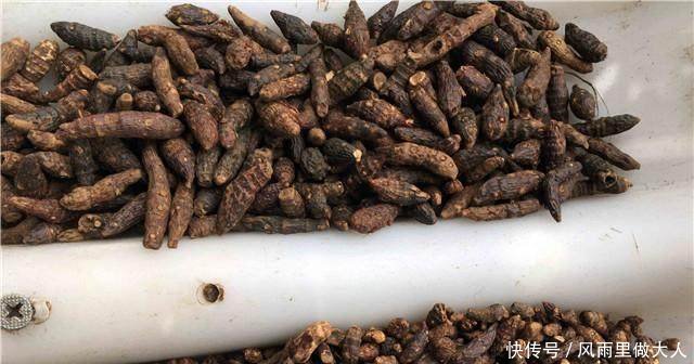 农村顽固杂草之首，农民气得牙痒痒，小时候错当美味，原来真是宝