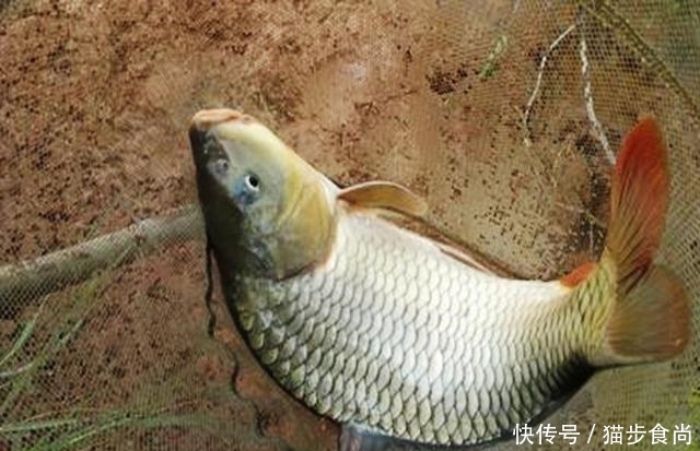 「五体投地」农村小伙用废旧物品,改钓具钓鱼,渔具店老板佩服得五体投地