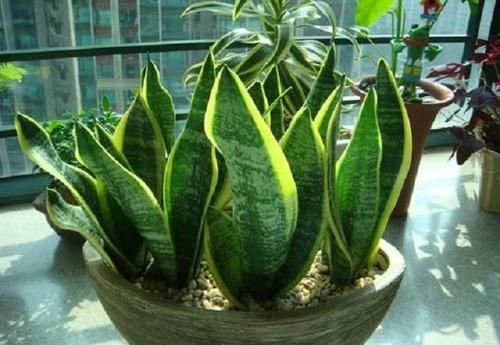  『细菌』室内细菌多，不如放盆虎尾兰，外号“细菌杀手”，摆卫生间就能活