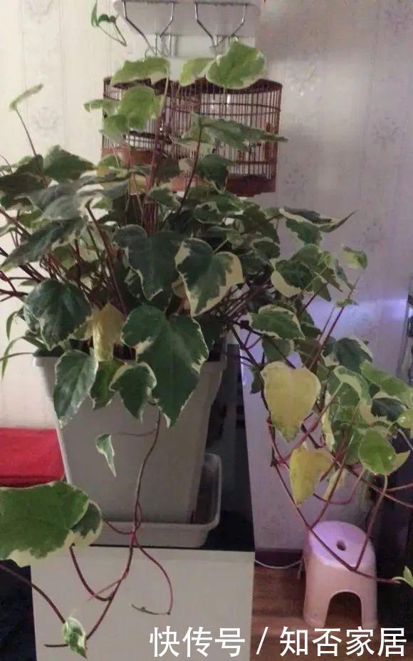  『排水良好』家里角落太单调，就养这几种植物试试吧