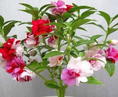  『凤仙花』凤仙花养的不开花？养护避开2个“坑”，轻轻松松开爆盆！