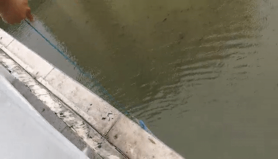  「惊现」奇闻！小清河惊现“鱼山鱼海”“万鱼奔腾”场面