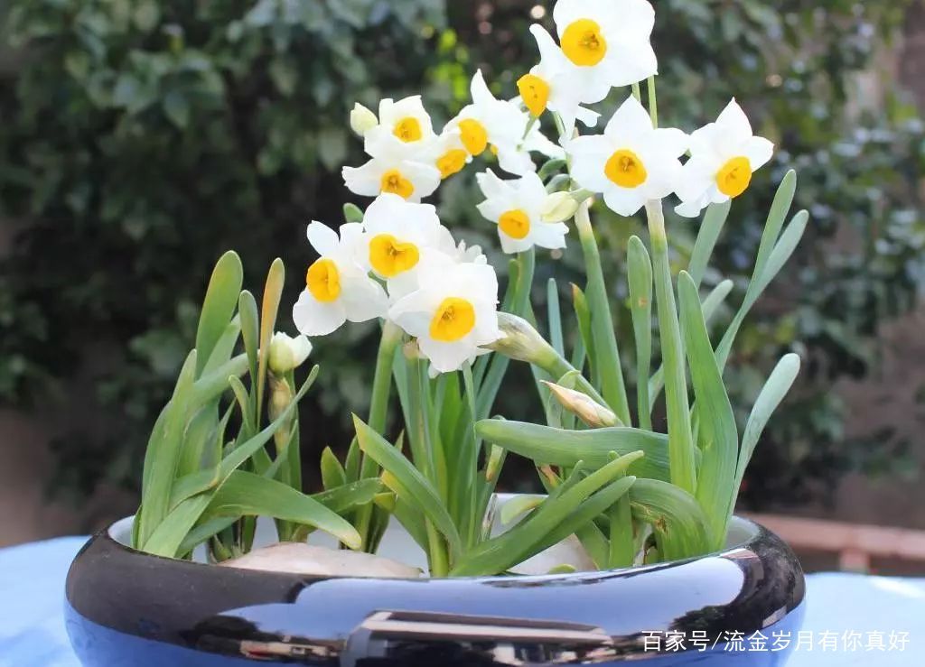 『植物』牡丹榜上无名?中国这5大吉祥植物你认识吗?兰花上榜!