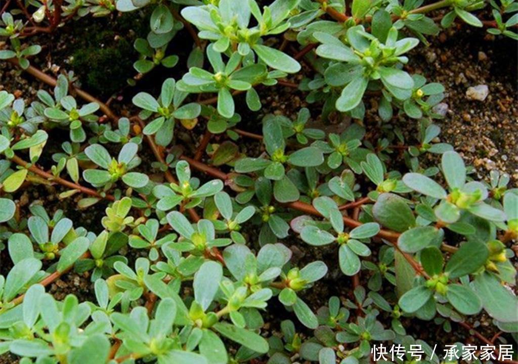  『路边』一种乡村路边常见的野菜，抗菌还能预防虫子叮咬，阳台也可盆栽