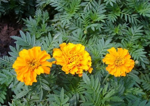  【庭院】此花长势茂盛，容易养护，适合家庭和庭院等地方栽种