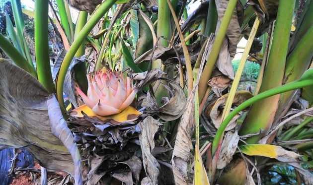  选择交通便利@看似芭蕉树的地莲花，栽种一棵能长出一片，是怎么做到的