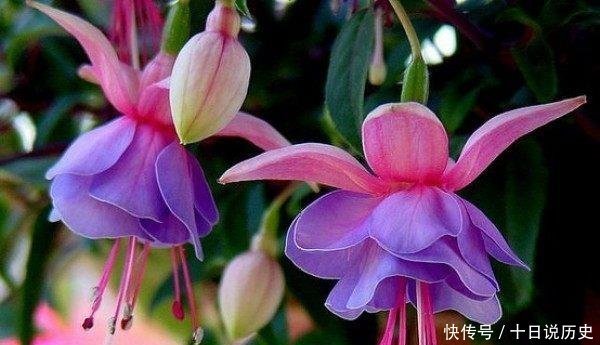  「换土」路边捡一把扔到花盆里，土壤肥的流油，根壮不腐烂，3年不用换土