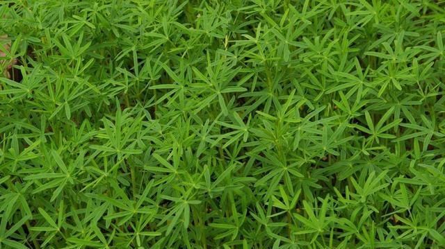  生物除草剂：地栽防止杂草生长，用什么办法好？