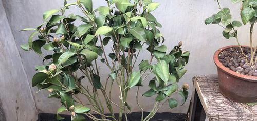  「导致烂根」买回来才两周的茶花就掉花苞卷叶还有救吗？一招或许可救，来看吧