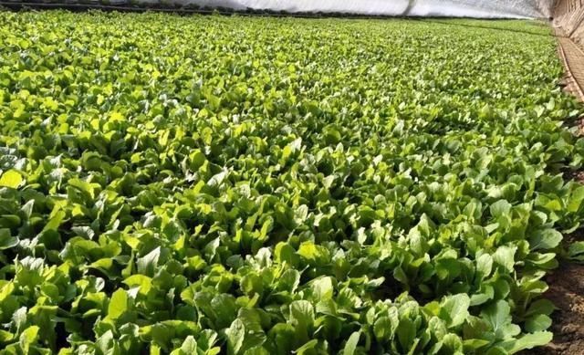 牛！菜农用了这招，大棚迅速升温，仅靠太阳光也能产叶菜