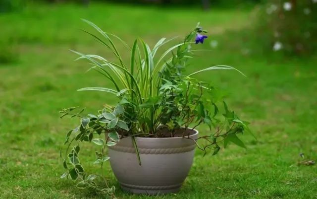  植物@你还在一盆一棵地种？达人都已经玩到这种地步啦
