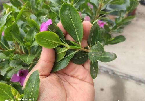 「修剪」这花就叫“天天开”,咔咔一通剪,长成“小花树”,繁殖几十盆