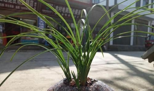  入手：开花多观赏度高，适合养在家中，我国的经典植物，想入手赶快了