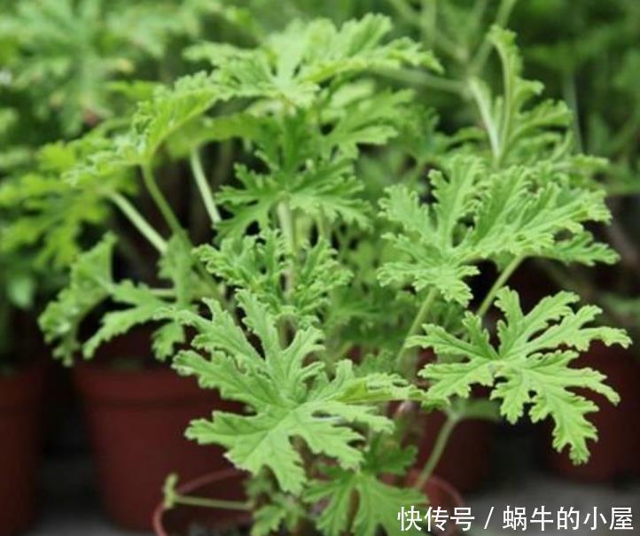 适合|夏天最适合养3种花,除烦解燥,关键蚊虫最怕它,安心睡觉不担心