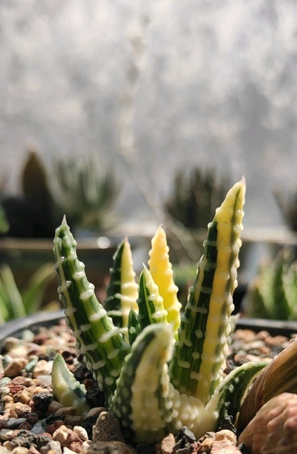  植物|硬叶十二卷，比多肉还火的植物，好养不烂根，颜值高价格低