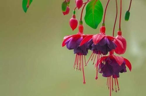  「扦插」倒挂金钟盆盆爆满，就为这3点，开花一茬接一茬，满枝头开花