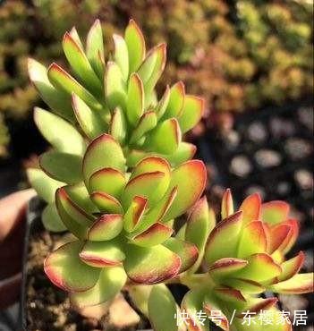  「层薄薄的白」红红火火美得惊艳的天狗之舞多肉，易养易爆盆