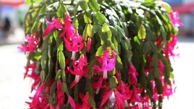  『浇水』这3种花，天热不能乱浇水，否则很容易浇死