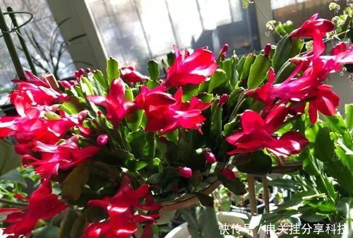  【绿萝】出门捡点东西，用来养花，不花一分钱，绿萝吊兰都喜欢！