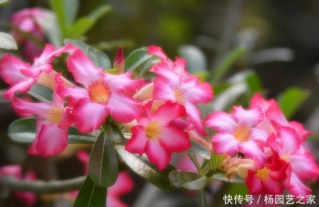 『养花』养花就养此3种,养护简单不操心,开花爆盆很容易,非常适合新手