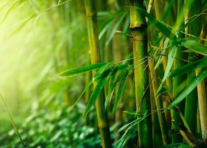  「口感」原来竹子也有果实，50年才结一次果，口感绵密，还十分可口？