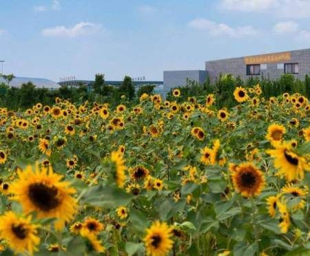  [我国]我国第一“富裕村”，走出500多位千万富翁，每家每户都是