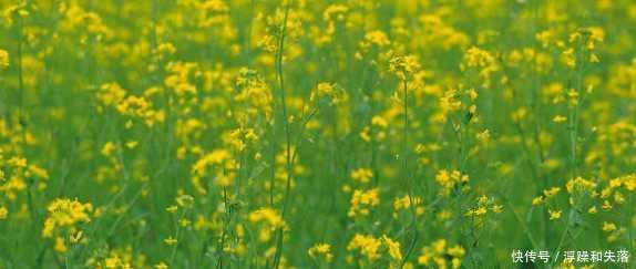 上联 “山东山西河南河北东西南北, 山河壮丽”, 下联真是经典