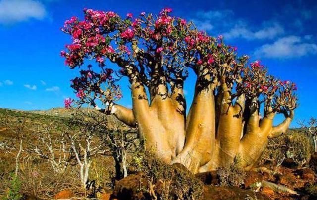 一岛，亚洲世外桃源，与大陆隔绝1800万年，岛上花鸟鱼虫都是宝藏