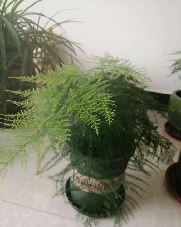  [半阴的环境是它最喜]这几种花不能多晒太阳，越晒越长不好，平时养护需注意