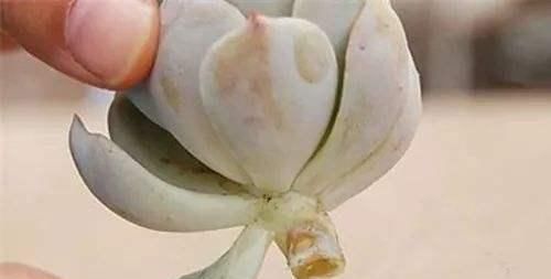  『植物』叶片肥厚多汁，多肉肉嘟嘟爱不释手，具体的叶插方法你会吗？