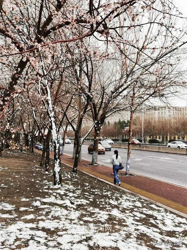 「交警部门」黑龙江这场大暴雪史上只现两次,专家分析来了!27日后可能…