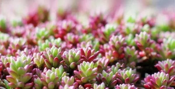  【搜罗】史上最全“懒人植物”大搜罗，看看哪盆才是你的心头好
