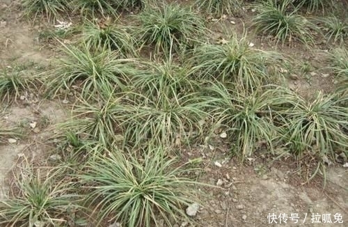 『观赏价值』它在农地里像“杂草”,被称为“沿阶草”,根茎比庄稼值钱,珍贵